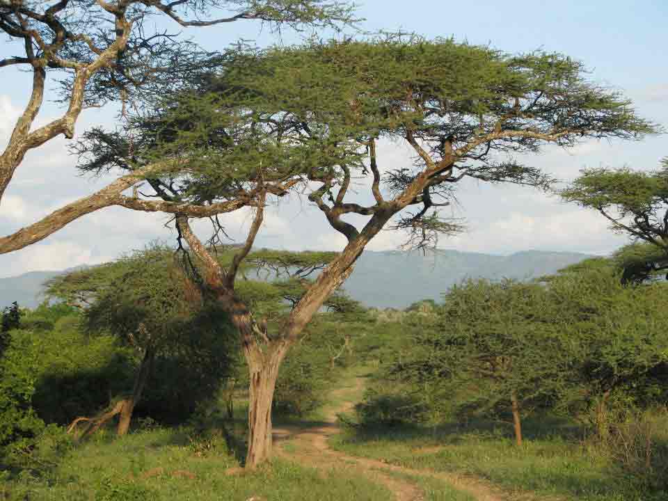 Save Valley Conservancy Op safari in Save Valley Conservancy